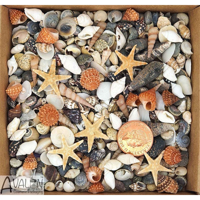 Avalon Mixed SEA Shells Collectable Small Seashell Mixes, Decorative Craft