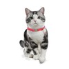 THAIN Cat Collar, Safety Buckle, Cat Collar, Includes Bell, Leather,