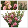 CHUXAY GARDEN 100 Seeds Light Pink Eustoma Flower Seed,Lisianthus Flowers,Prairie