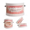PVC Dental Care Model Dentist Adult Child Teeth Standard Teaching