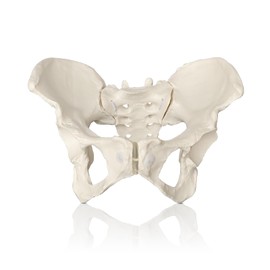 WULTNICEW Female Pelvic Model on Elastic, Life-Size Model of Human Pelvis with Bungee Medical Anatomy Model for Medical Education and Continuing Education
