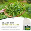 Mokhtar Tea London | Premium Quality Green Tea | With