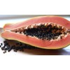Red Lady Papaya Seeds 10 Seed Pack