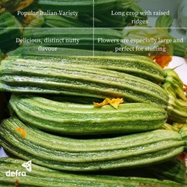 Premier Seeds Direct PREMIER SEEDS DIRECT - Italian COURGETTE - ROMANESCO - 30 Finest Seeds