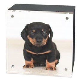 The Original Acrylic Museum Magnet 4x4 Frame with Black Wood Back - 4x4