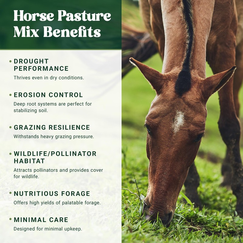 Nature's Seed Northern Horse Forage Mix, Equine Pasture Grass Seed