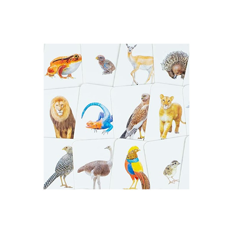 Laurence King Animal Family Match: A Matching Memory Game