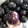 ATLAS Eggplant -Round Shiny Ball