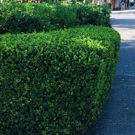 2 Green Velvet Boxwood’s, Buxus ‘Green Velvet’, Live Plants, 2.5” Nursery Cubes