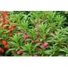 Seeds4planting - Seeds Balsam Garden Mix Touch-Me-Not Hanging Annual Flower