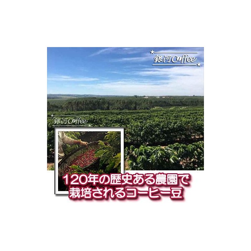 Coffee Beans, Freshly Roasted Chocolat Peaberry, Brazil Galactic Coffee (5.3