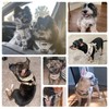 SCENEREAL Puppy Dog Harness with Leash Set for Small Medium