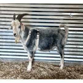 Goat Harness, Asatre Adjustable Lined Hemp Goat or Sheep Harness, Livestock Halter, Durable Multi-Clasp Harness, Eco-Friendly Livestock Gear, Comfortable Farm Pet Accessory (Large)
