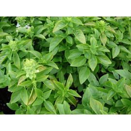 Basil Dwarf Greek Great Garden Herb Seeds by Seed Kingdom (100 Seeds)