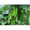 MOCCUROD 15pcs Winged Pea Seeds Four Angled Bean Dragon Bean