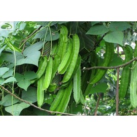 MOCCUROD 15pcs Winged Pea Seeds Four Angled Bean Dragon Bean Seeds