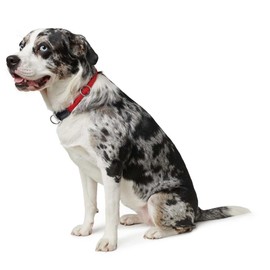 Hunter freestyle training collar