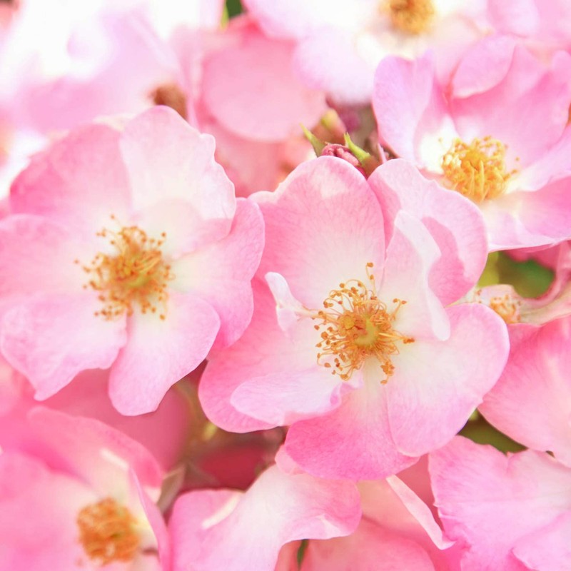 Weleda Renewing Day Face Cream, 1 Fluid Ounce, Plant Rich