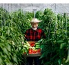 Piteno 300Pcs Tomato Clips - Durable Plant Support for Garden