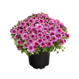 Altman Plants Pink Chrysanthemum Plant in 1 Gal Grower Pot, Garden Mum, Flowering Plants Outdoor Plants Live Mums, Real Outdoor Plants, Patio or Porch Flowers for Fall, Easy Care