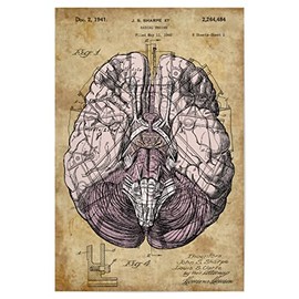 artboxONE Poster 30 x 20 cm Anatomy People Steampunk Brain Picture Anatomy of the Brain Anatomy of the Brain