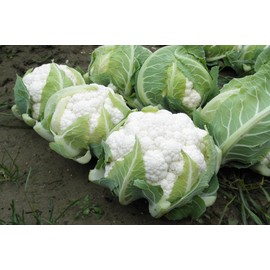 TomorrowSeeds - Snowball Y Cauliflower Seeds - 1000+ Count - for 2025 Planting Early Crown Curds Fall White Garden Vegetable Broccoli Green Leaf Non-GMO Heirloom Grow Your Own Home Farm Patio Healthy