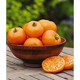 Viridis Hortus - 6 x Tomato Orange Wellington F1 Vegetable/Fruit Seeds