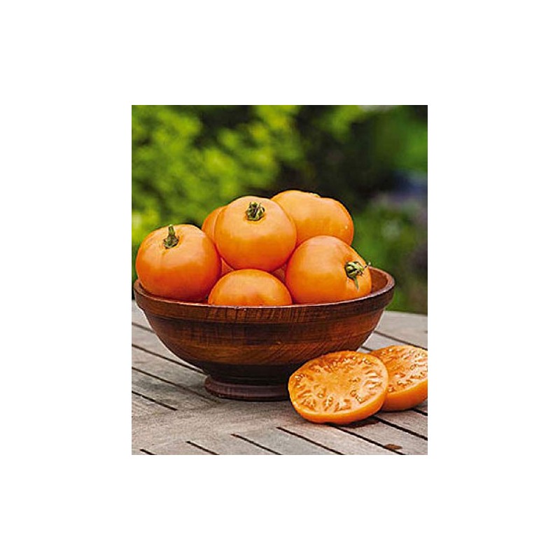 Viridis Hortus - 6 x Tomato Orange Wellington F1 Vegetable/Fruit