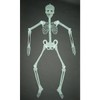 Glow-in-the-Dark Full Body Skeleton 2ea