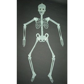 Glow-in-the-Dark Full Body Skeleton 2ea
