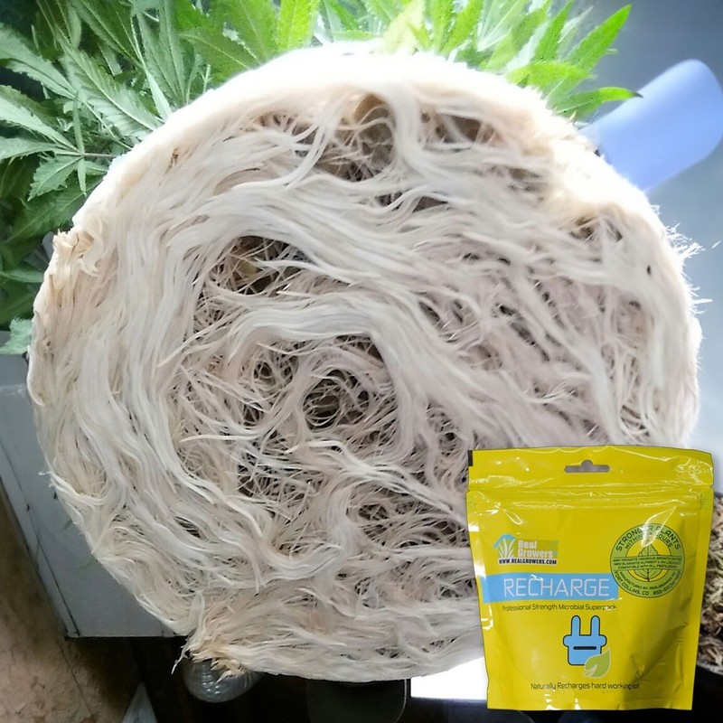 Real Grower's Recharge, Soil Inoculant & Growth Stimulator, This Is