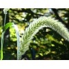 Fresh Giant Bristlegrass Setaria magna 1-gram Native Grass Birds Fresh
