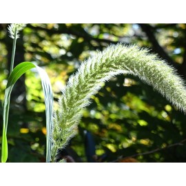 Fresh Giant Bristlegrass Setaria magna 1-gram Native Grass Birds Fresh From 2024
