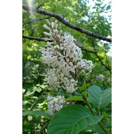 1-1000 PCS Late Lilac Tree Seeds Villous Syringa Villosa White Flower 0165 (5+ Seeds)