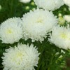 Outsidepride Paeony Aster Seeds - 1,000 Pcs Annual, Hardy &