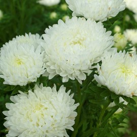 Outsidepride Paeony Aster Seeds - 1,000 Pcs Annual, Hardy & Pollinator Friendly Flower Seeds for Planting Vibrant Double Incurved White Petals, Ideal for Meadows & Aesthetic Gardens