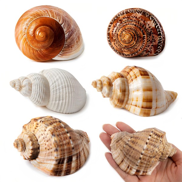 WeDoSoy 5PCS Large Hermit Crab Shells | Natural Sea Conch