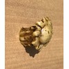 Top Brass Heavy Duty Antler Drawer Pulls/Cabinet Knobs (4 Pack)