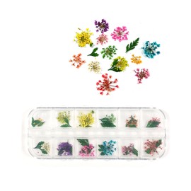 ALLYDREW Real Dry Flowers Nail Art 3d Flower Nail Decals Nail Manicure with Plastic Case (set of 12)