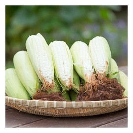 Whitening/Glutinous Corn/Premium Goods