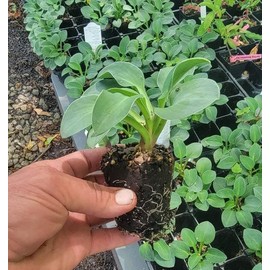 (1) - Hosta Blue Mouse Ears (Miniature Size) - Starter Plant (LG) (1 Live Plant)