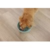 Kerbl Pet Dog Bowl Diameter 20.5 cm Turquoise