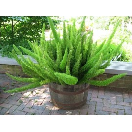 Foxtail Fern - 5 Seeds Asparagus Meyeri House Plant Seed Rare Ornamental Bonsai