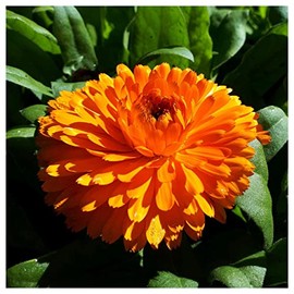 Everwilde Farms - 1 Oz Orange King Zinnia Wildflower Seeds - Gold Vault