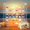 JINYEAH Seashell Display Box with 36+ Shells【Crystal Clear】 Shell Display