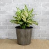 TREATLIFE HOME Stylish 10.2" Self-Watering Wicker Planter for Indoor and