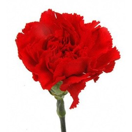 Cut Flowers - Red Carnations