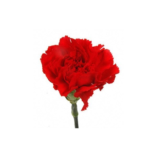 Cut Flowers - Red Carnations
