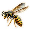 Wasp Sticker 4 Inch Wildlife Nature Cute Wasp Lover -