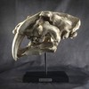 SUMMIT COLLECTION Polystone Resin Sabertooth Tiger Skull Replica Model On
